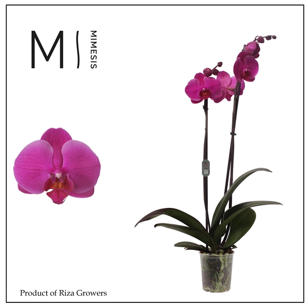 <h4>Mimesis Phal. Prince - 2 spike 12cm</h4>