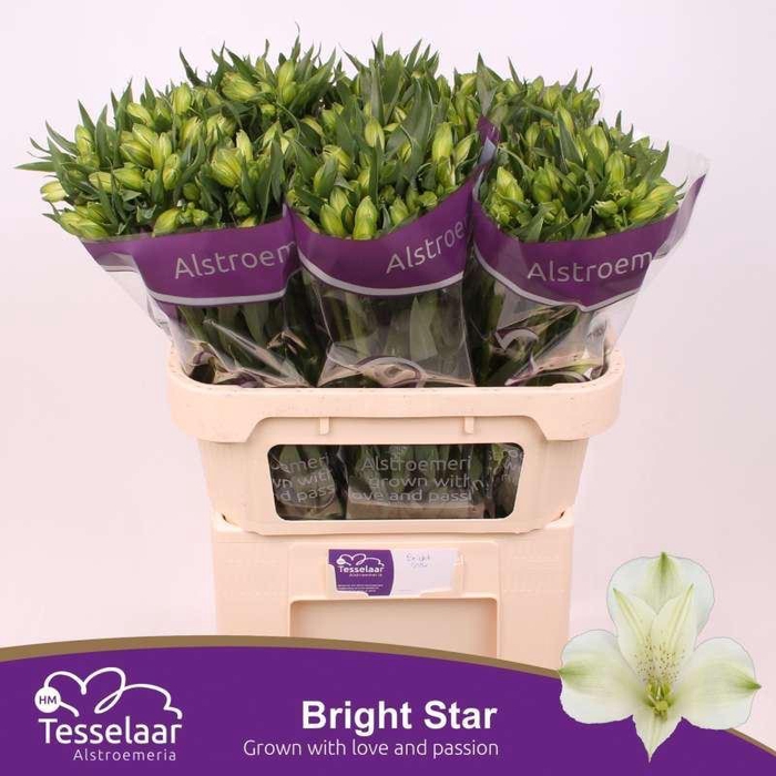 <h4>ALSTR BRIGHT STAR ALSTROEMERIA BRIG</h4>