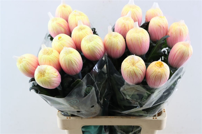 <h4>Chr G Kbh Antonov Soft Peach</h4>