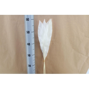 Japan Deco Aspidistra White 5 Pcs