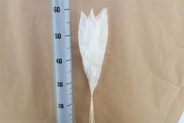 <h4>Japan Deco Aspidistra White 5 Pcs</h4>