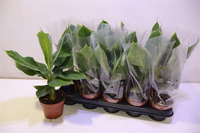 <h4>arr8 Musa Tropicana</h4>