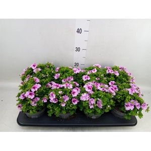 Pelargonium gran.   ..