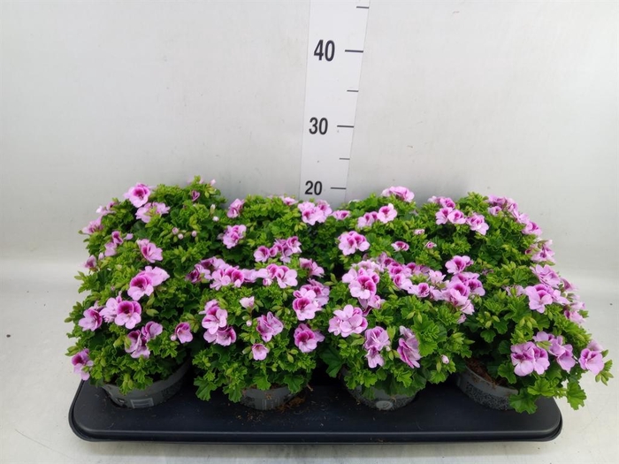 <h4>Pelargonium gran.   ..</h4>