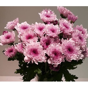 Chr Spray Pink Malibu
