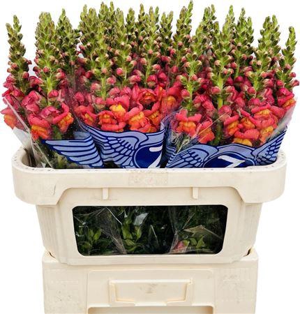 <h4>Antirrhinum Dark Orange</h4>