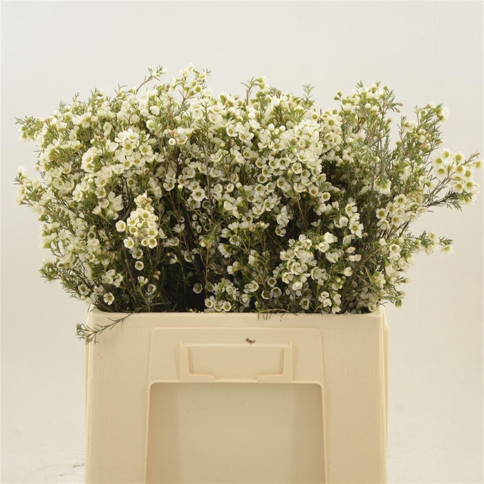 <h4>Chamelaucium Crystal Pearl</h4>