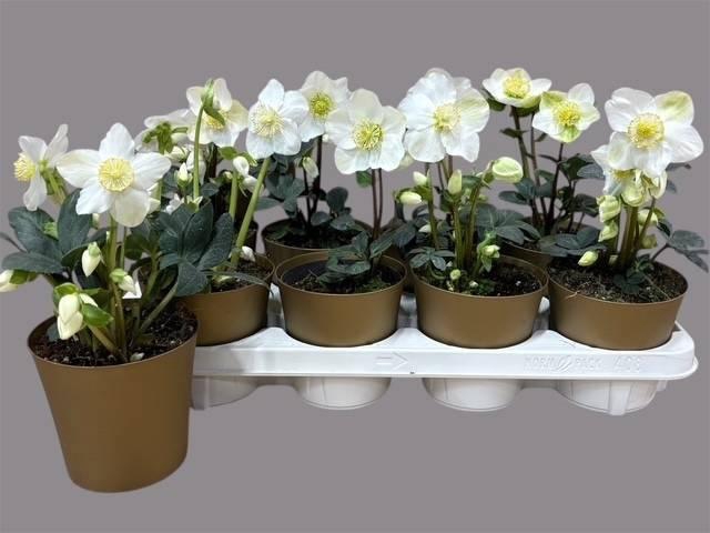 <h4>HELL NI CHR CAROL</h4>