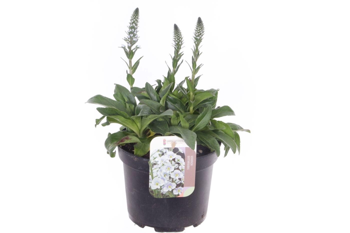 <h4>Veronica gentianoides</h4>