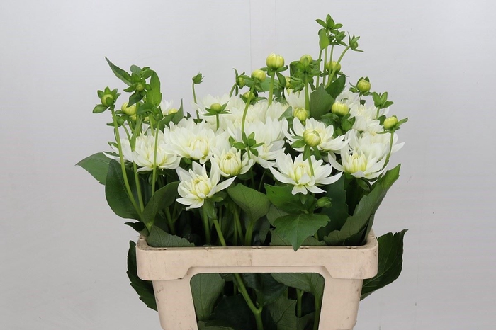 <h4>Dahlia DE 'Karma Maarten Zwaan'</h4>