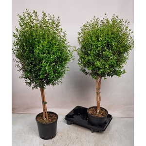 MYRTUS COM
