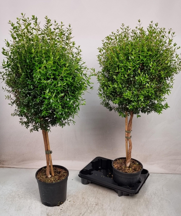 <h4>MYRTUS COM</h4>
