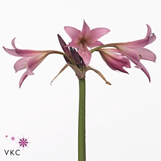 Crinum Powelii