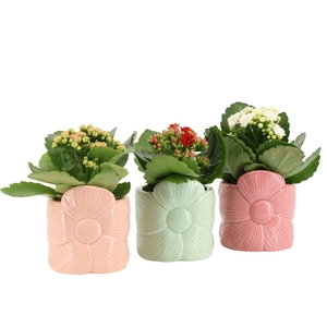 2501173: Solutionss Lovess Kalanchoe