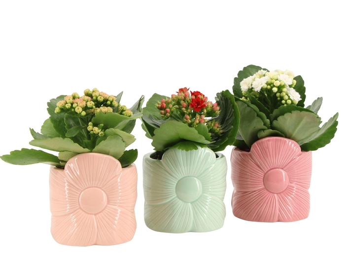 <h4>2501173: Solutionss Lovess Kalanchoe</h4>