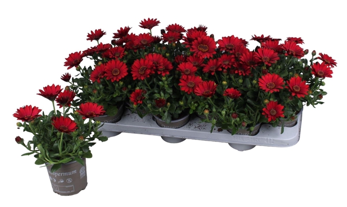 <h4>Osteospermum  'Sunny Dixie'</h4>