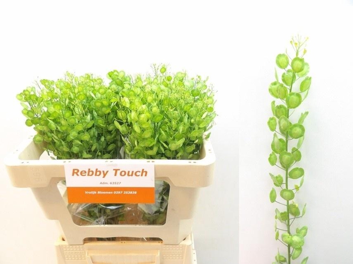 <h4>Thlaspi Butterfly</h4>