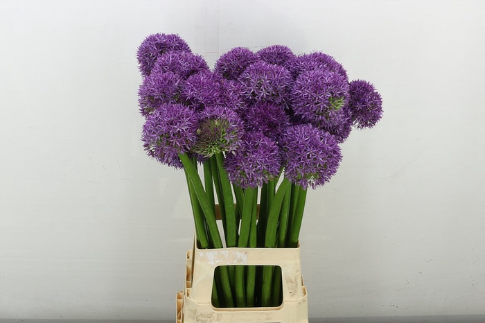 <h4>Allium Globemaster</h4>
