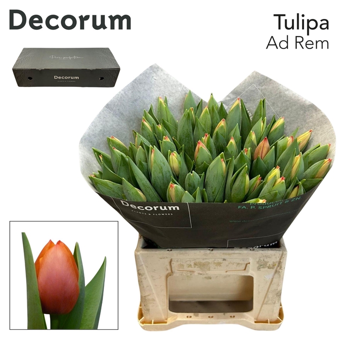 <h4>Tu En Ad Rem Box L 150</h4>