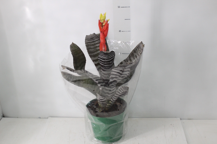 <h4>AECHMEA CHANTINI BLACK P17</h4>