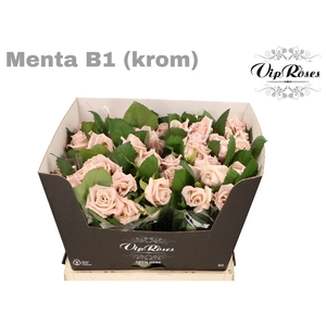 R Kl Menta Krom B1