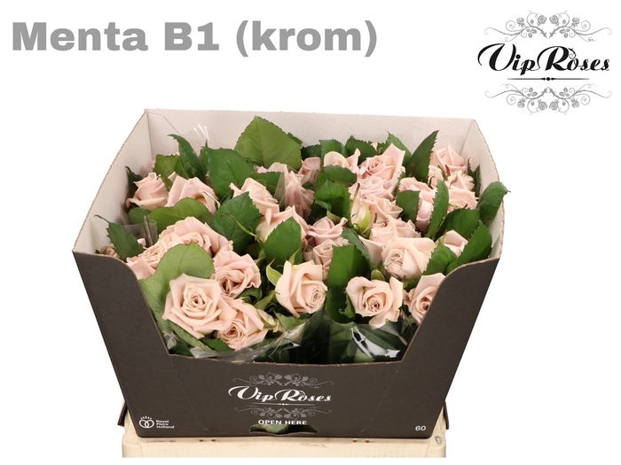<h4>R KL MENTA KROM B1</h4>