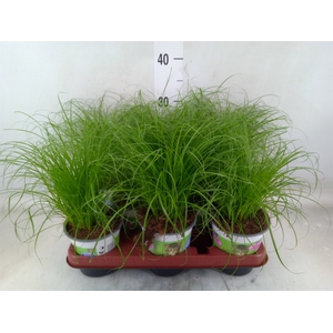 Cyperus alternifolius 'Zumula'