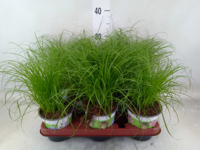 <h4>Cyperus alternifolius 'Zumula'</h4>