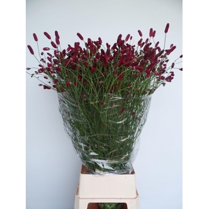 SANG OFFICINALIS