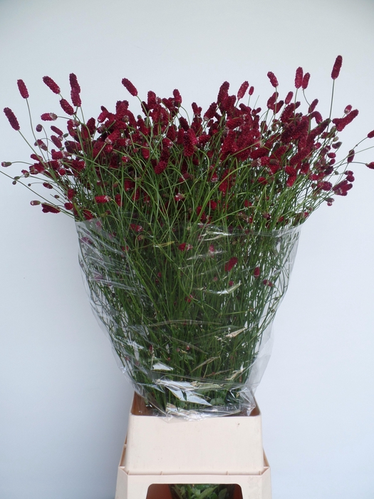 <h4>SANG OFFICINALIS</h4>