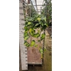 Philodendron Brasil
