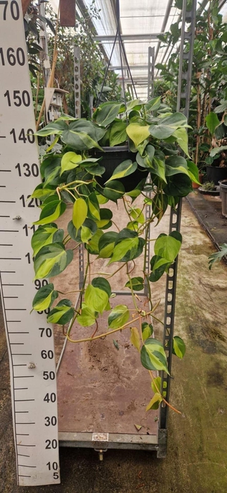 <h4>Philodendron Brasil</h4>