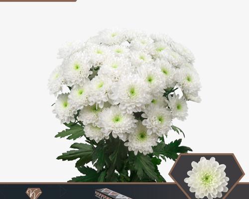 <h4>Chr T Altaj Vannova</h4>