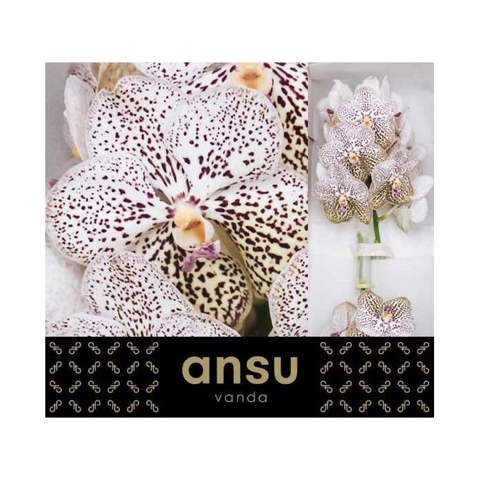 <h4>Vanda Su Pur Confet</h4>