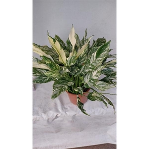 Spathiphyllum Diamond 26