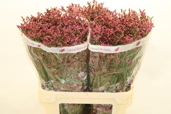 <h4>LIM SIN SCARLET DIA</h4>