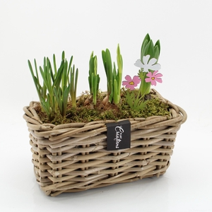 BLCR-2620 Bulbs creations