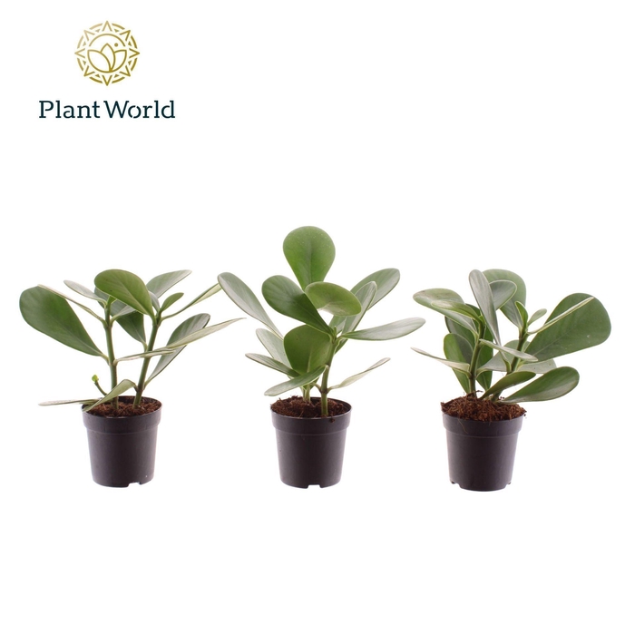 <h4>Clusia overig</h4>