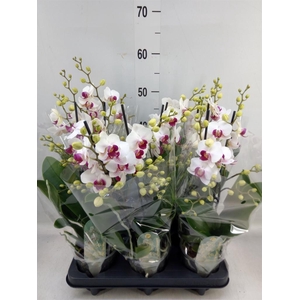 Phalaenopsis multi. 'FC Safe Haven'