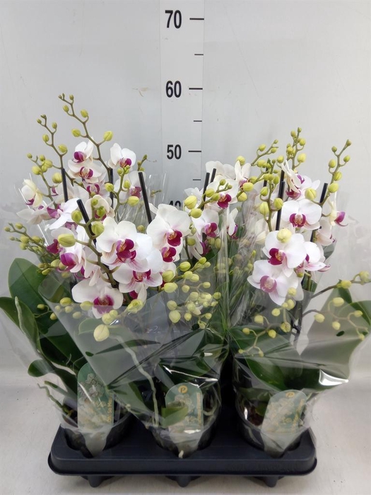 <h4>Phalaenopsis multi. 'FC Safe Haven'</h4>