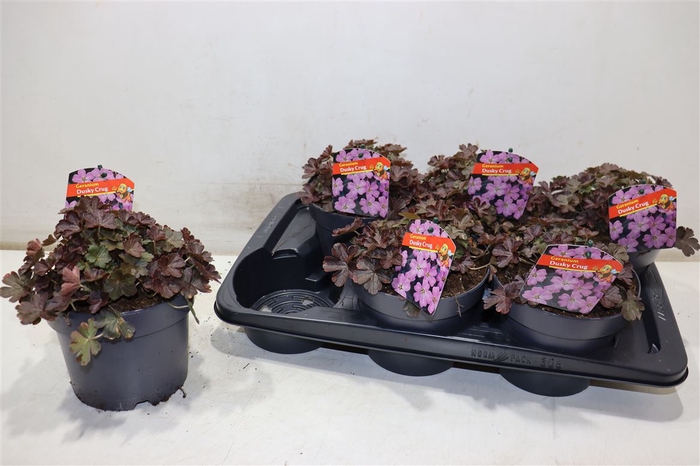 <h4>Geranium Overig</h4>