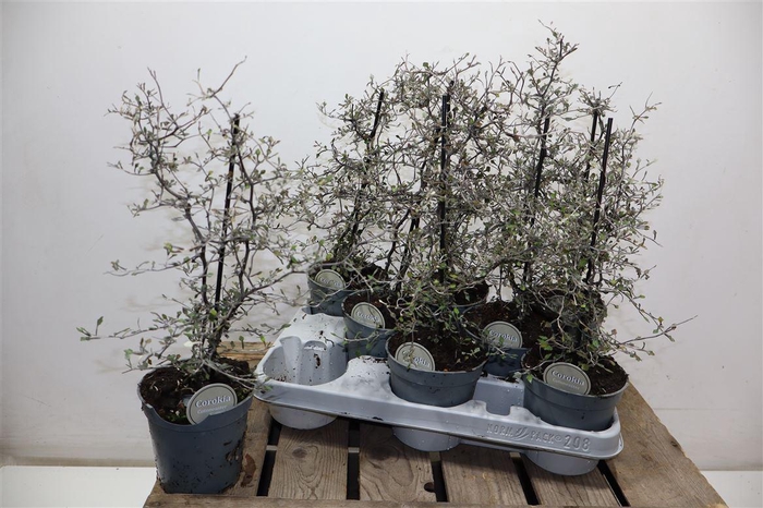 <h4>Corokia Cotoneaster</h4>