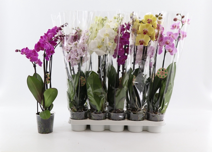 <h4>PHAL GEM 7 KL</h4>