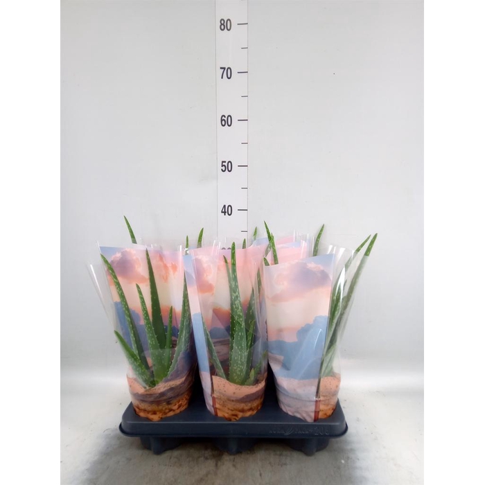 <h4>Aloe vera</h4>