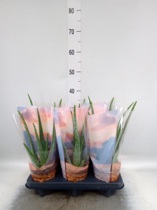 Aloe vera