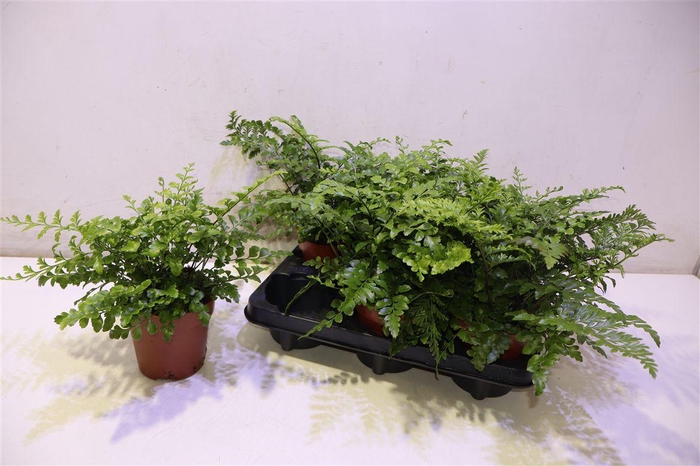 <h4>Asple Parvati</h4>