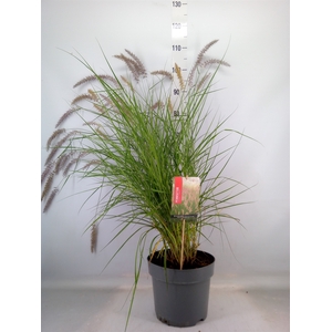Pennisetum orientale