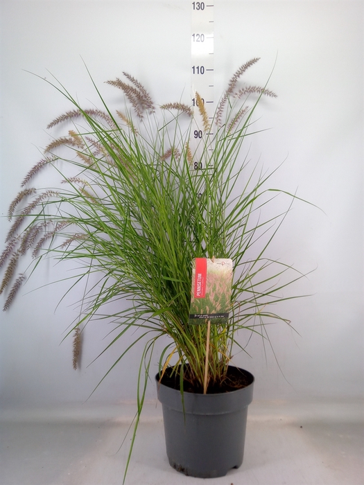 <h4>Pennisetum orientale</h4>