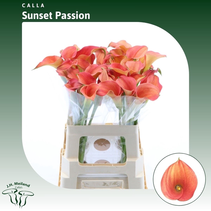 <h4>Calla Sunset Passion</h4>