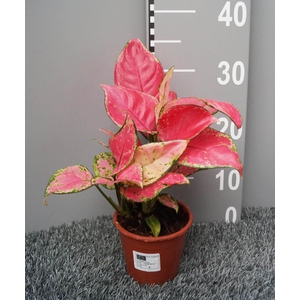 Aglaonema overig